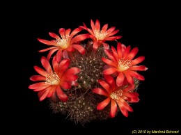 Rebutia margarethae L544 1824